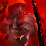 An intoxicating floral ambery, a love potion that conjures a deep desire to evoke Italian seduction 41603 image 3