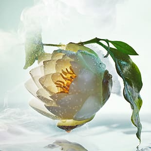 Creative shot of a water lily, one of the olfactive ingredients of the Bulgari Pour Homme fragrance.