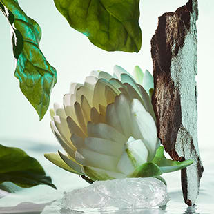 Water lily and Darjeeling tea, olfactive ingredients of the Bulgari Pour Homme fragrance.