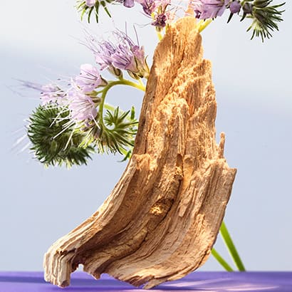 Heliotrope and solar wood, the base notes of the Omnia Amethyste fragrance, creative shot.