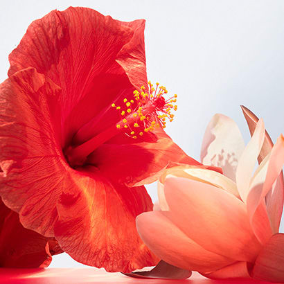 Hibiscus flower and water lily, the heart notes of the Omnia Coral fragrance, creative shot.