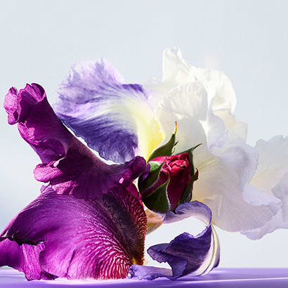Iris flower and Bulgarian rosebuds, the heart notes of the Omnia Amethyste fragrance, creative shot.