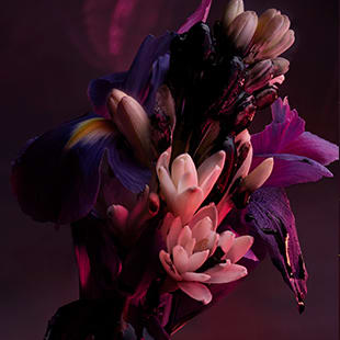 Creative shot of tuberose and iris, the heart notes of the Bvlgari Man in Black Eau de Parfum. 