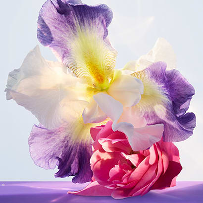 Iris flower and Bulgarian rosebuds, the heart notes of the Omnia Amethyste fragrance, creative shot.