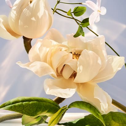 Lotus flower, the heart note of the Omnia Crystalline fragrance, creative shot.
